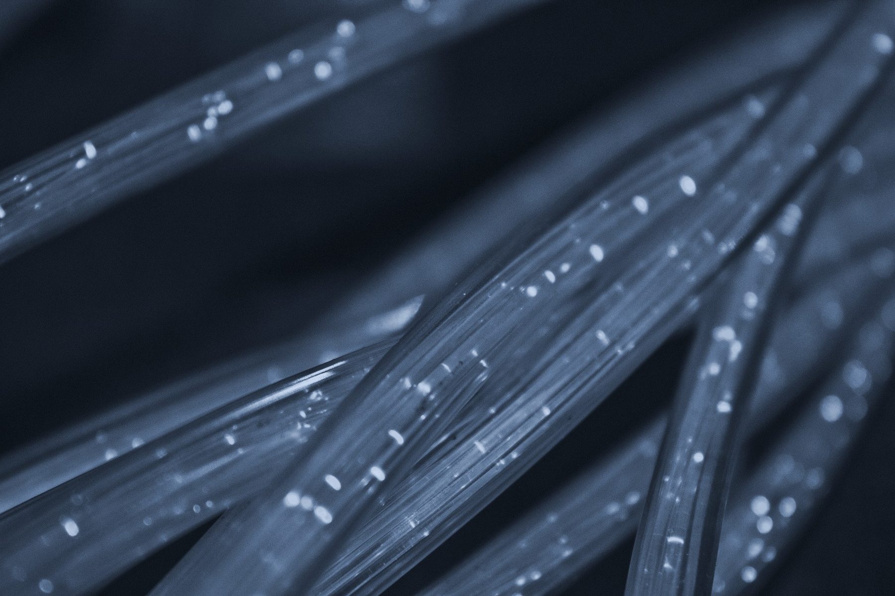 Close-up of illuminated fibre optic cables